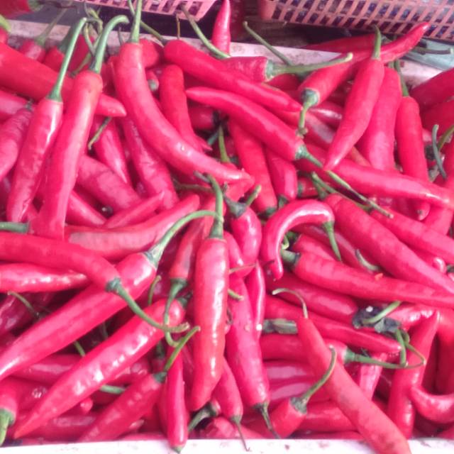 

Cabai besar 500gram
