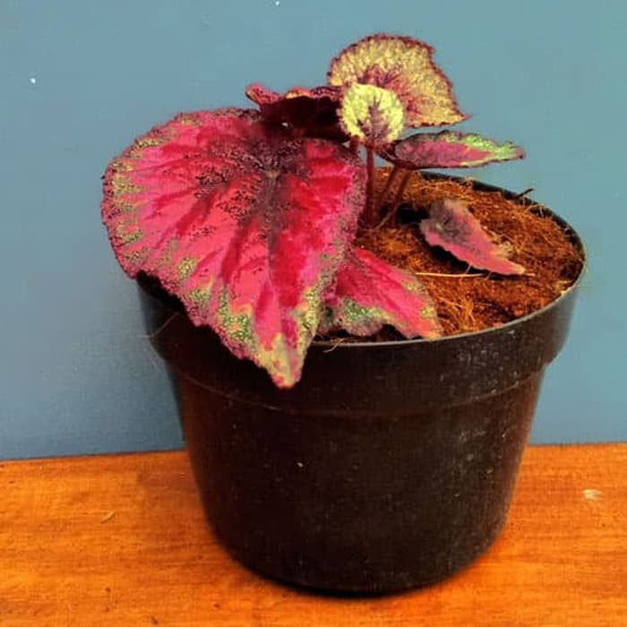 Bunga begonia pelangi merah/Begonia rex raspberry torte