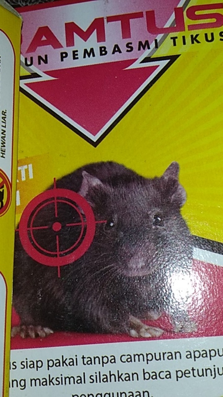 Racun Tikus Ramtus Asli Alami Mati Kering Tidak Bau Pembasmi Pengusir Tikus Super Paling Ampuh 2pack