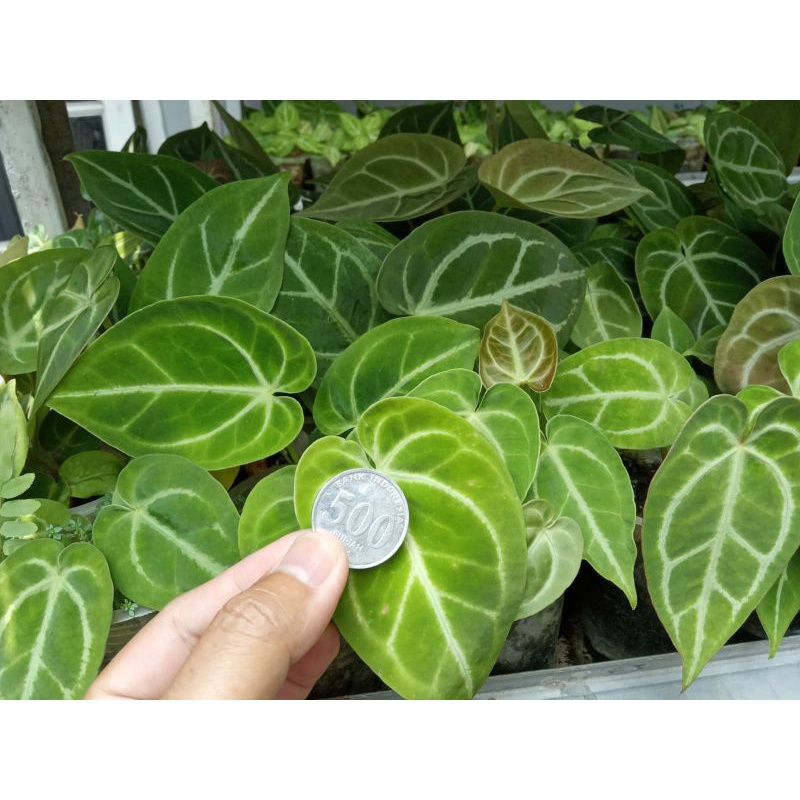 Anthurium Magnificum