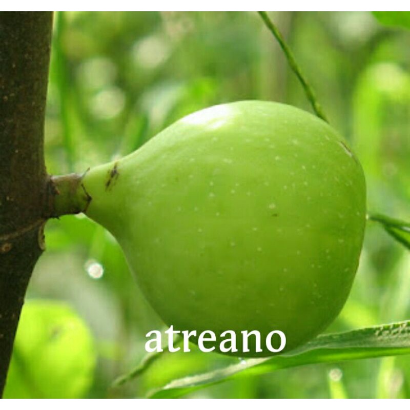 bibit buah tin fresh cangkok jenis langka ATREANO