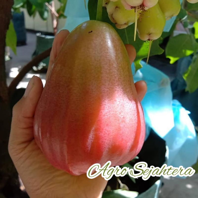 Bibit Jambu Air King Rose Super Jumbo