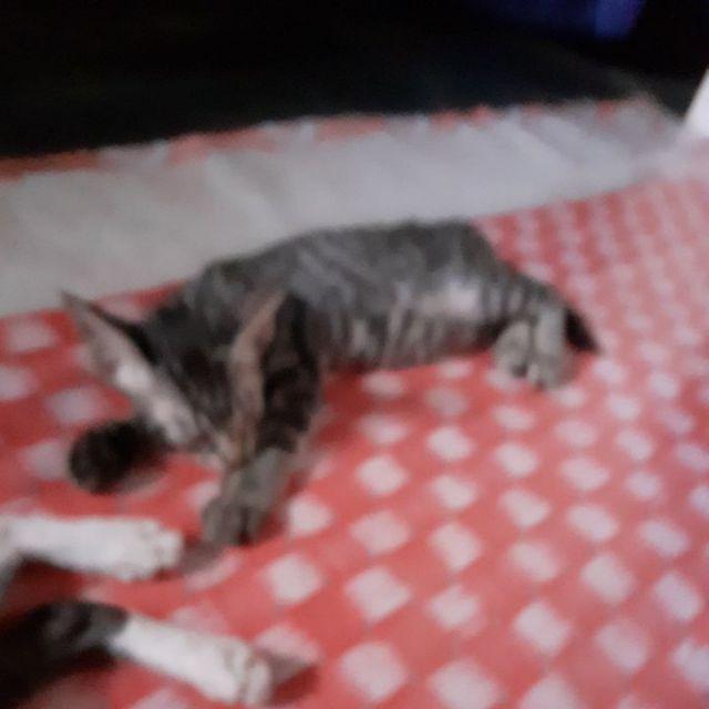 Toples Plastik 3 Kg ( Siluer 3 Kg )