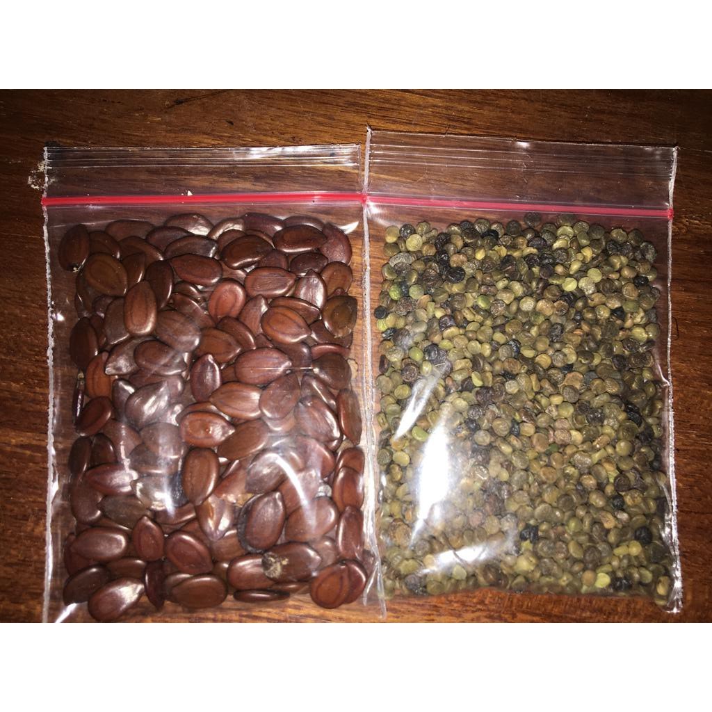 Benih Indigofera dan lamtoro kualitas super