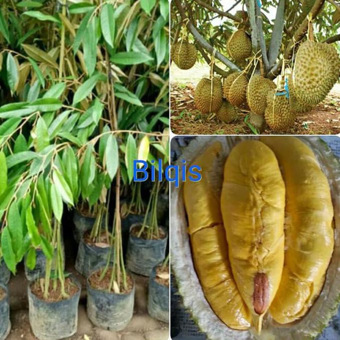 Pusat Benih Tanaman Bibit Pohon Durian Bawor Monthong Bawor Erni Wulansiska Shopee Indonesia