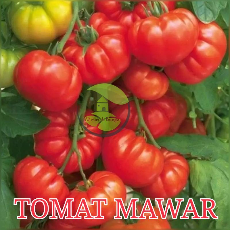 Benih Sayuran Unggul Ratusan Benih Sayur Benih Bibit Sayuran-tomat mawar