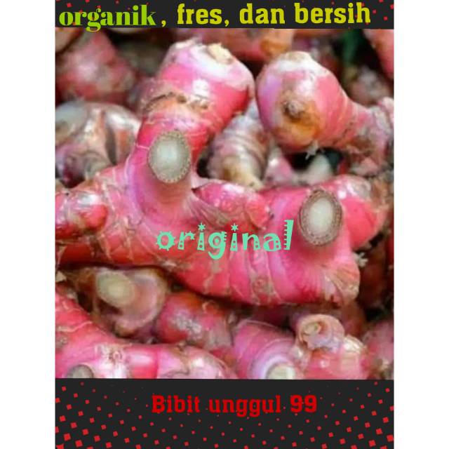 Jahe merah segar/jahe merah organik/jahe merah/jahe