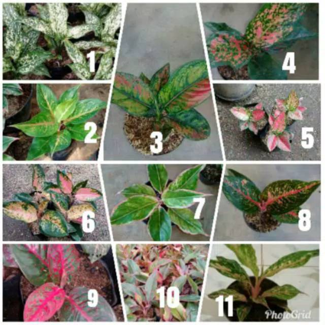 Paket TERMURAH BIBIT BUNGA AGLONEMA PAKET 10 JENIS BONUS 1 Batang Bibit Bunga AGLONEMA