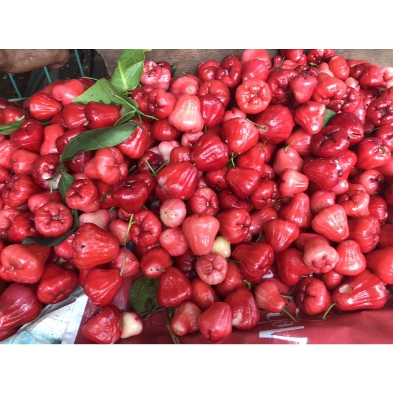 

jambu air 1kg