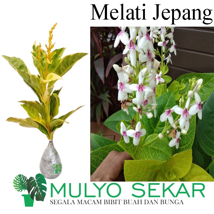 Tanaman Hias Bunga Melati jepang - melati wangi