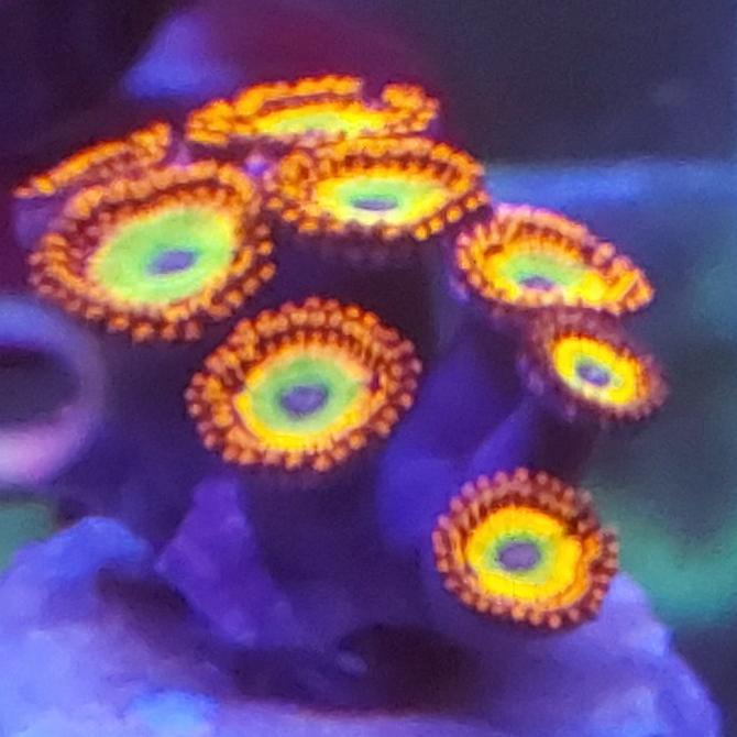 ] zoa frag