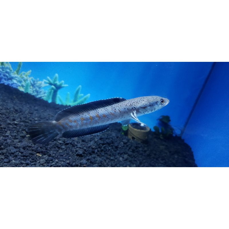 

ikan hidup