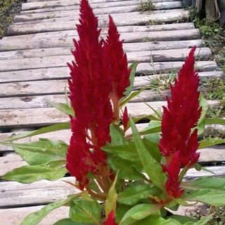 Bibit Tanaman Hias Black Caladium Shopee Indonesia