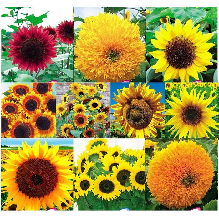 10 Benih Bunga Matahari Import Mix F1 Mr Fothergills Bibit Tanaman Sunflower Shopee Indonesia