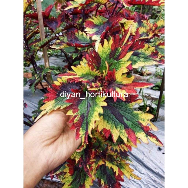 Bunga Miana Langka Bunga Miana Premium