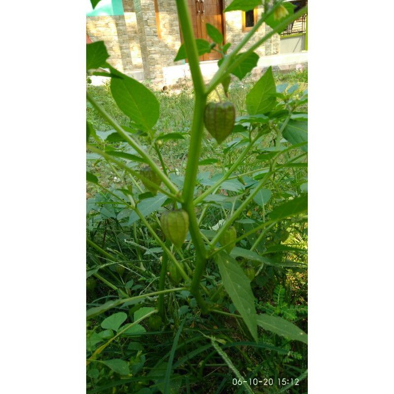 

pohon ciplukan kering/obat herbal diabetes 1kg