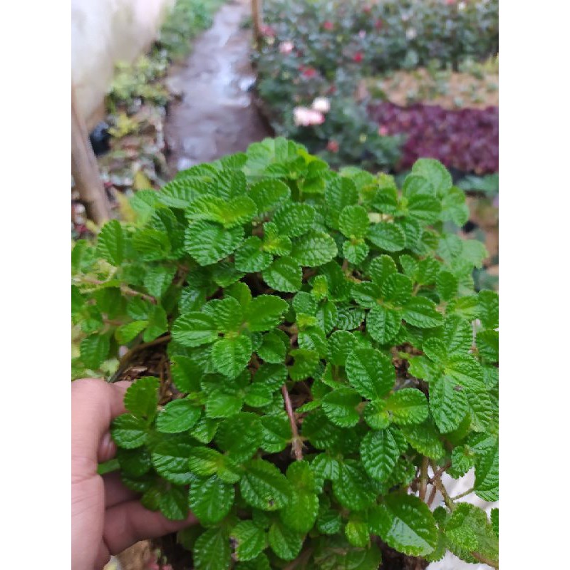 DAUN MINT RIMBUN GRADE A KUALITAS SUPER