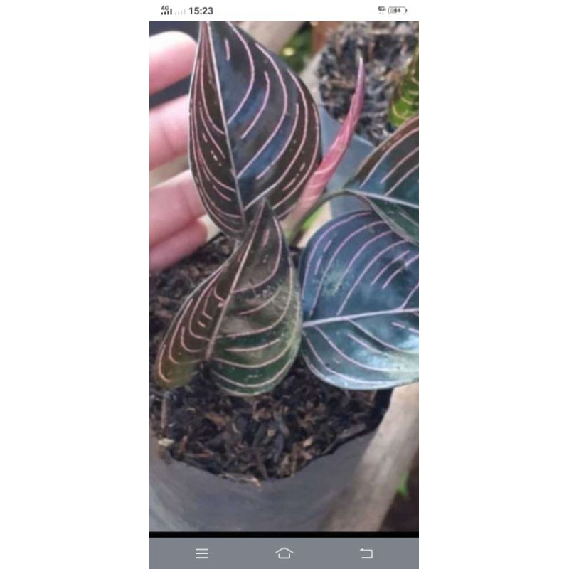 

bunga aglomea
