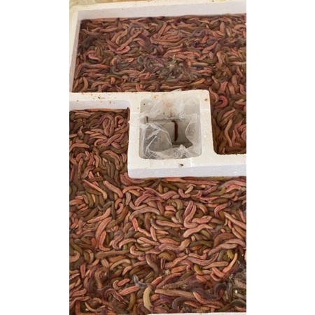 Varian isi 30 ekor Cacing Laut kualitas Super