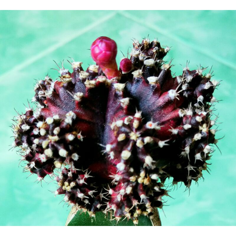 Paket 10pcs biji benih kaktus Gymno Red Korea Hybrid