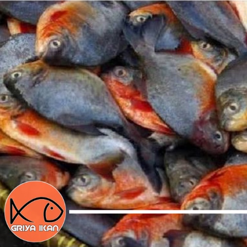 

IKAN BAWAL SEGAR air tawar