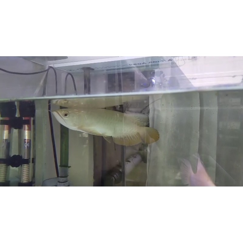 Arwana arowana Golden Red 30-32 cm