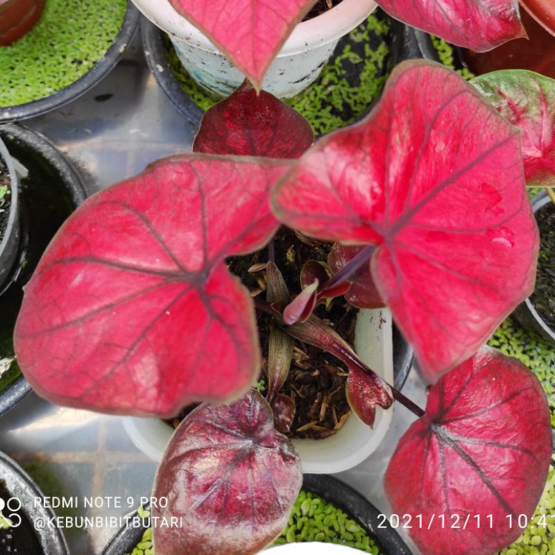 Caladium Red Moonlight ~ Caladium Hybrid Daun Ganda