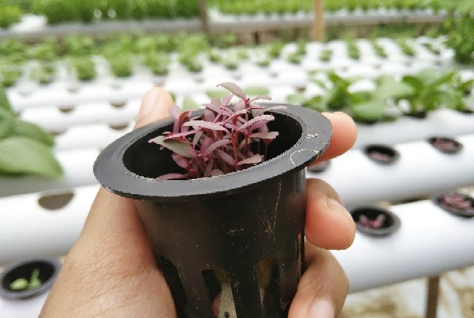 Weedmat Control - Meteran