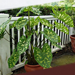 Tanaman Hias Keladi Caladium Army Shopee Indonesia