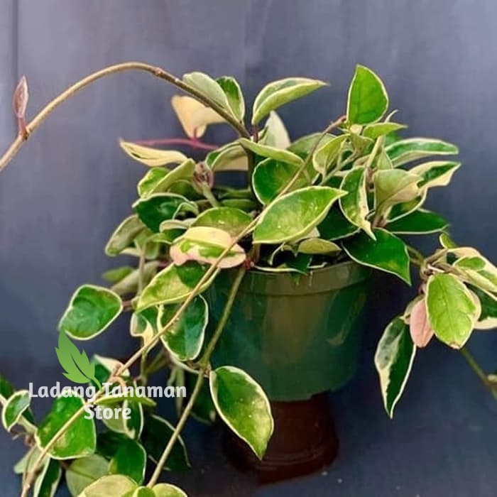 Tanaman hias pot gantung Hoya cornosa tricolor / Hoya tricolor