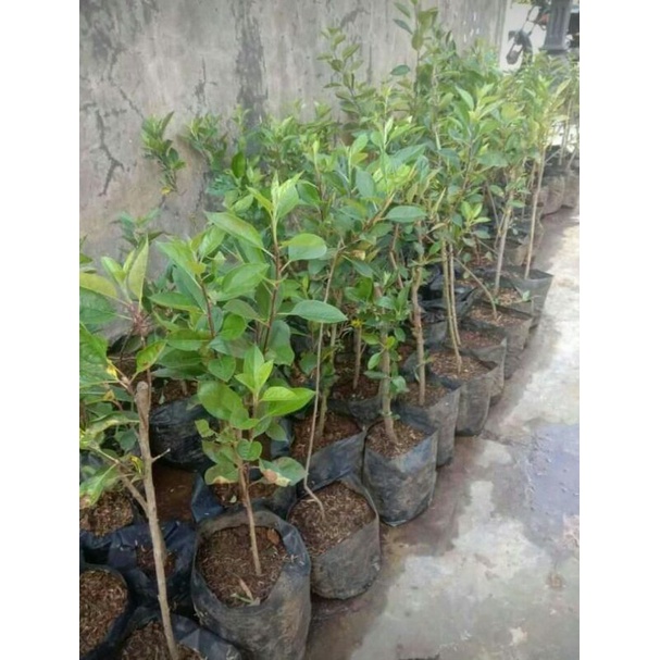 bibit apel fuji super cangkok