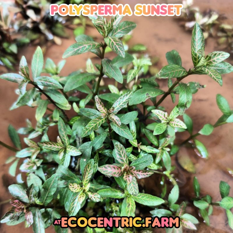 Tanaman Aquascape Polysperma Sunset Emersed