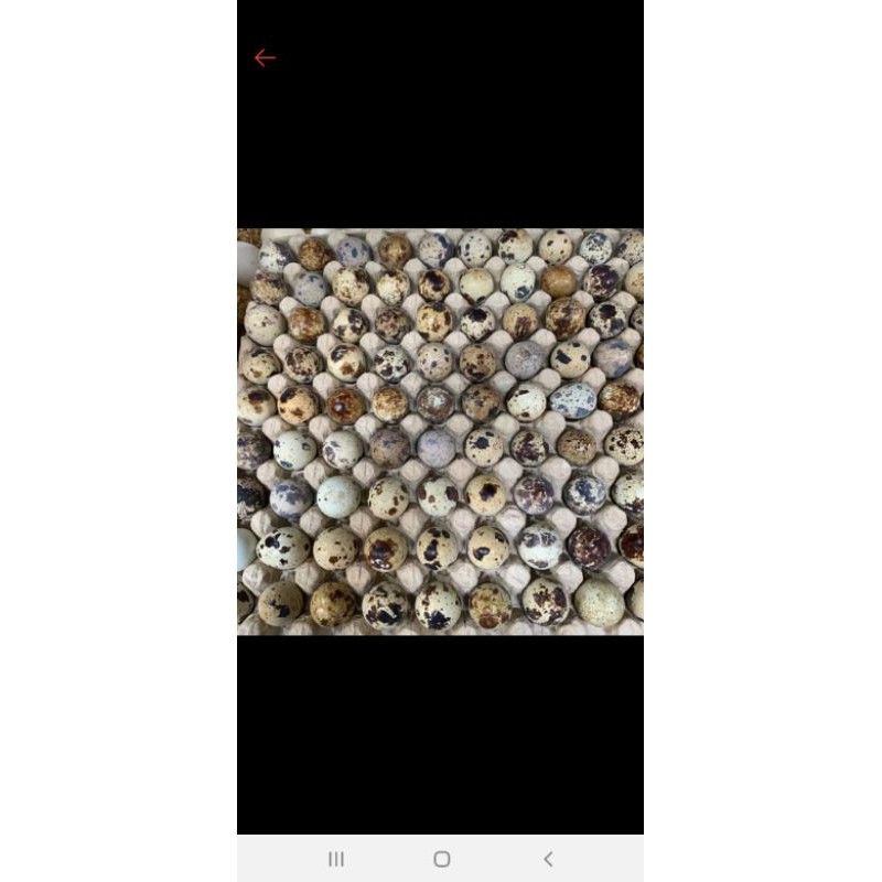 

telir puyuh (10 butir)