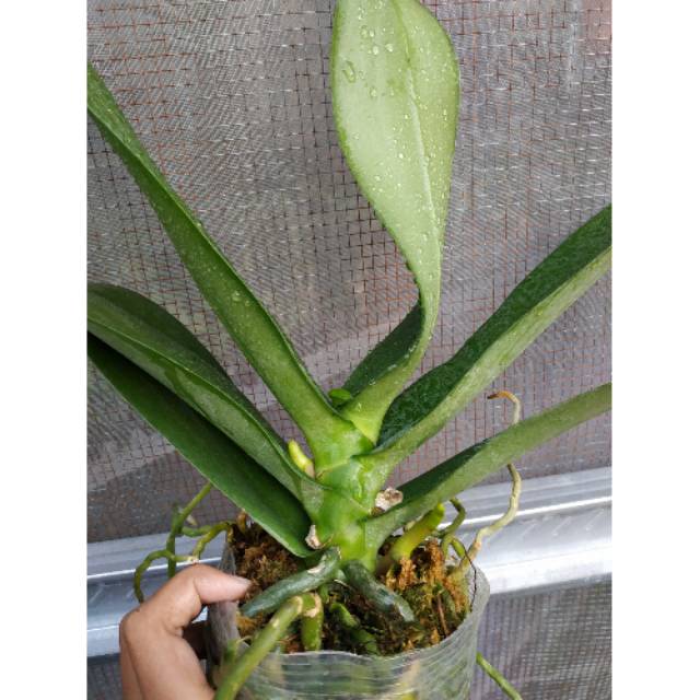 Berbunga - Anggrek Bulan JUMBO BERBUNGA