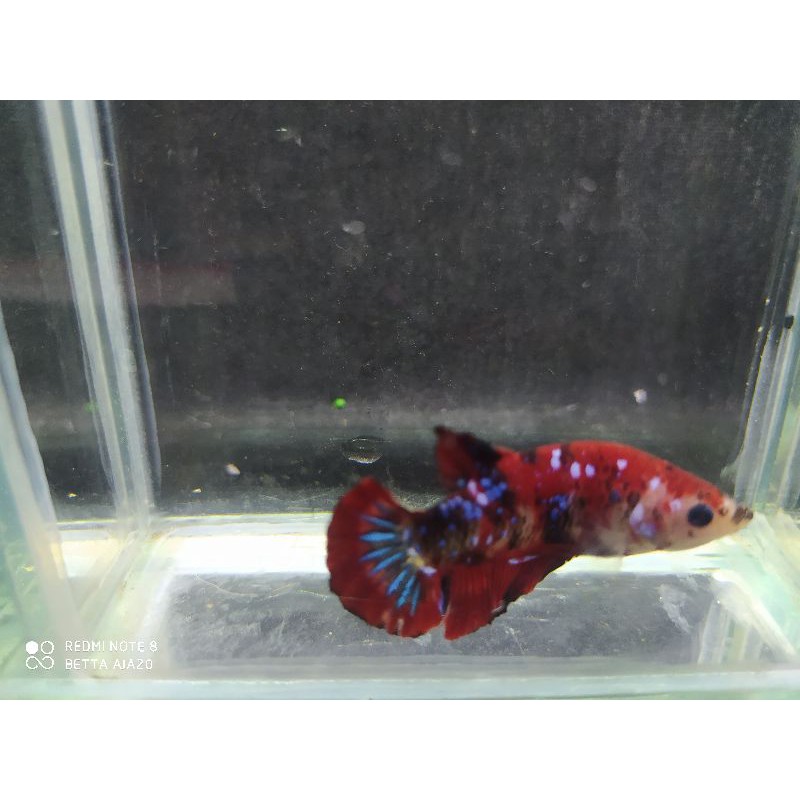 Cupang RedKoi Galaxy (INDUKAN)