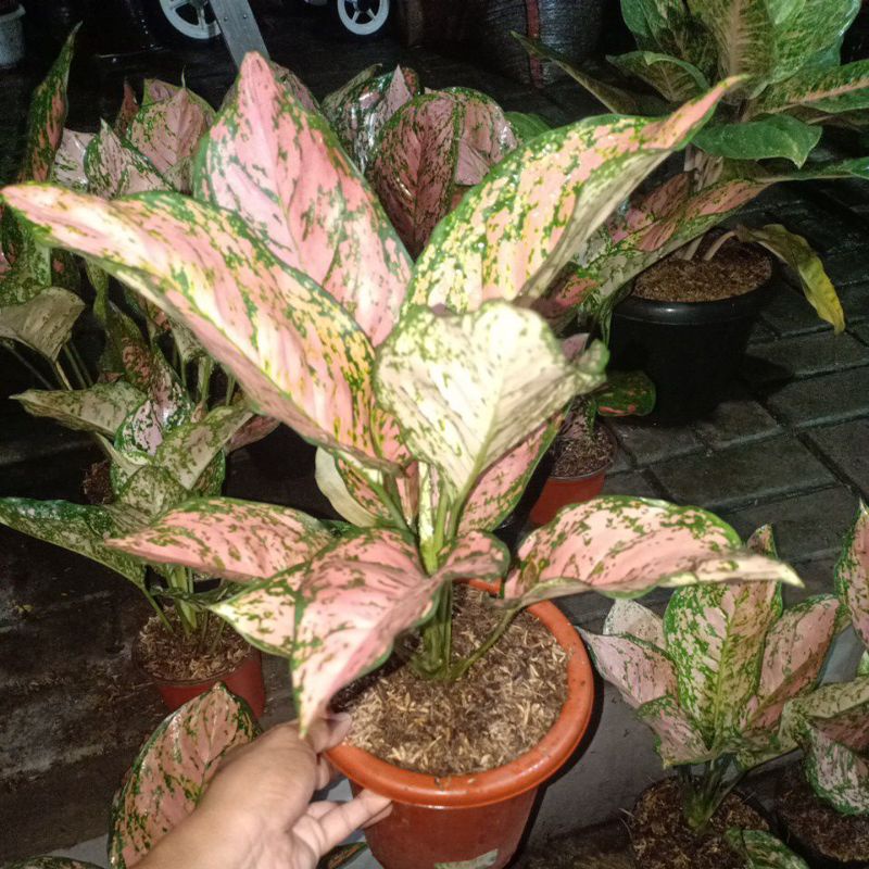 aglaonema Ruby kirana