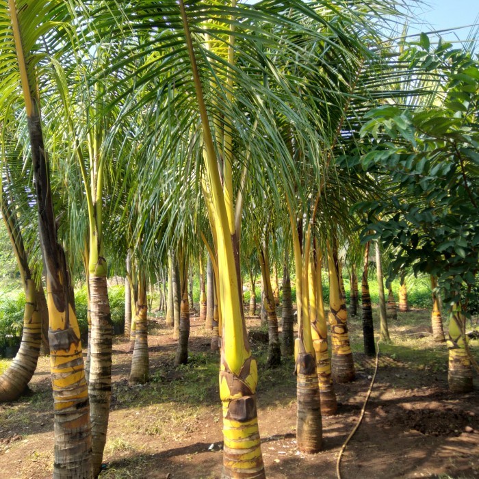 pohon kelapa Gading kelapa kelapa kuning.