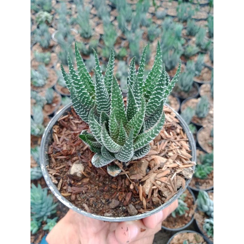 Haworthia - Haworthia cluster a