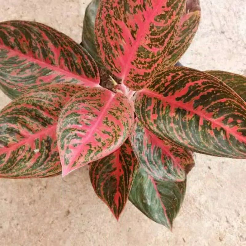 aglonema reanita jumbo