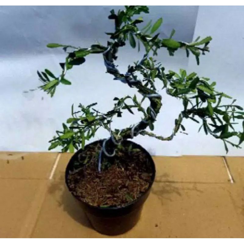 bonsai boxus tanaman hias pohon bonsai boxus