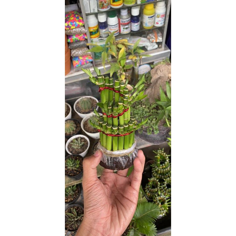 Bambu Hoki Spiral Susun