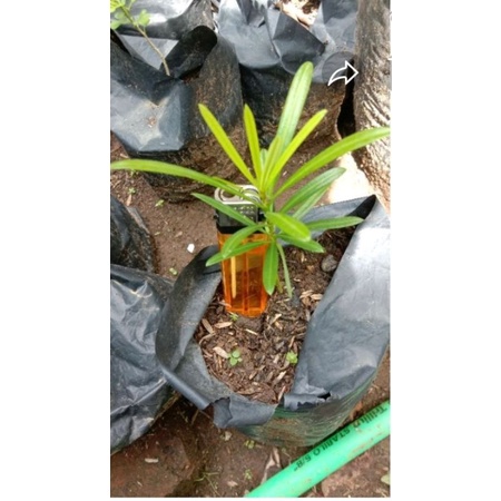 bibit/bahan/bonsai lohansung mawar