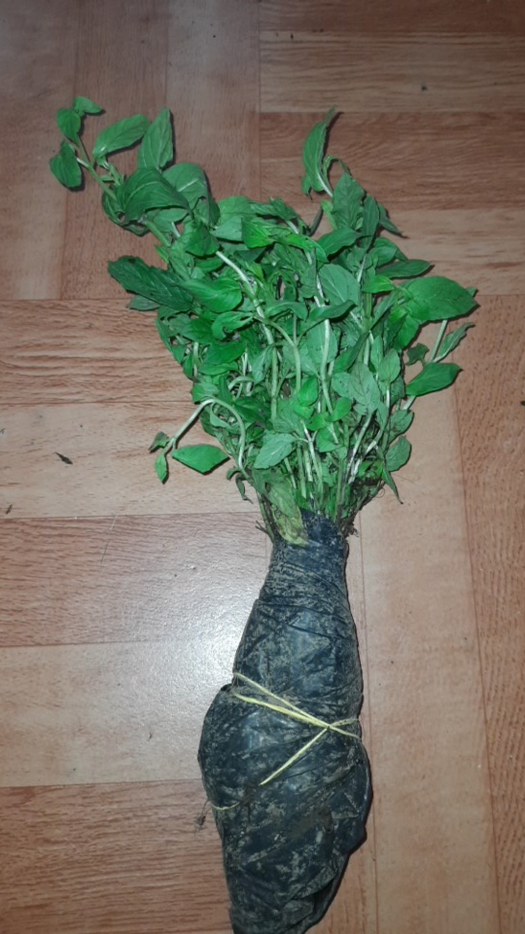 Mentha Spicata - Spearmint - Tanaman Spearmint