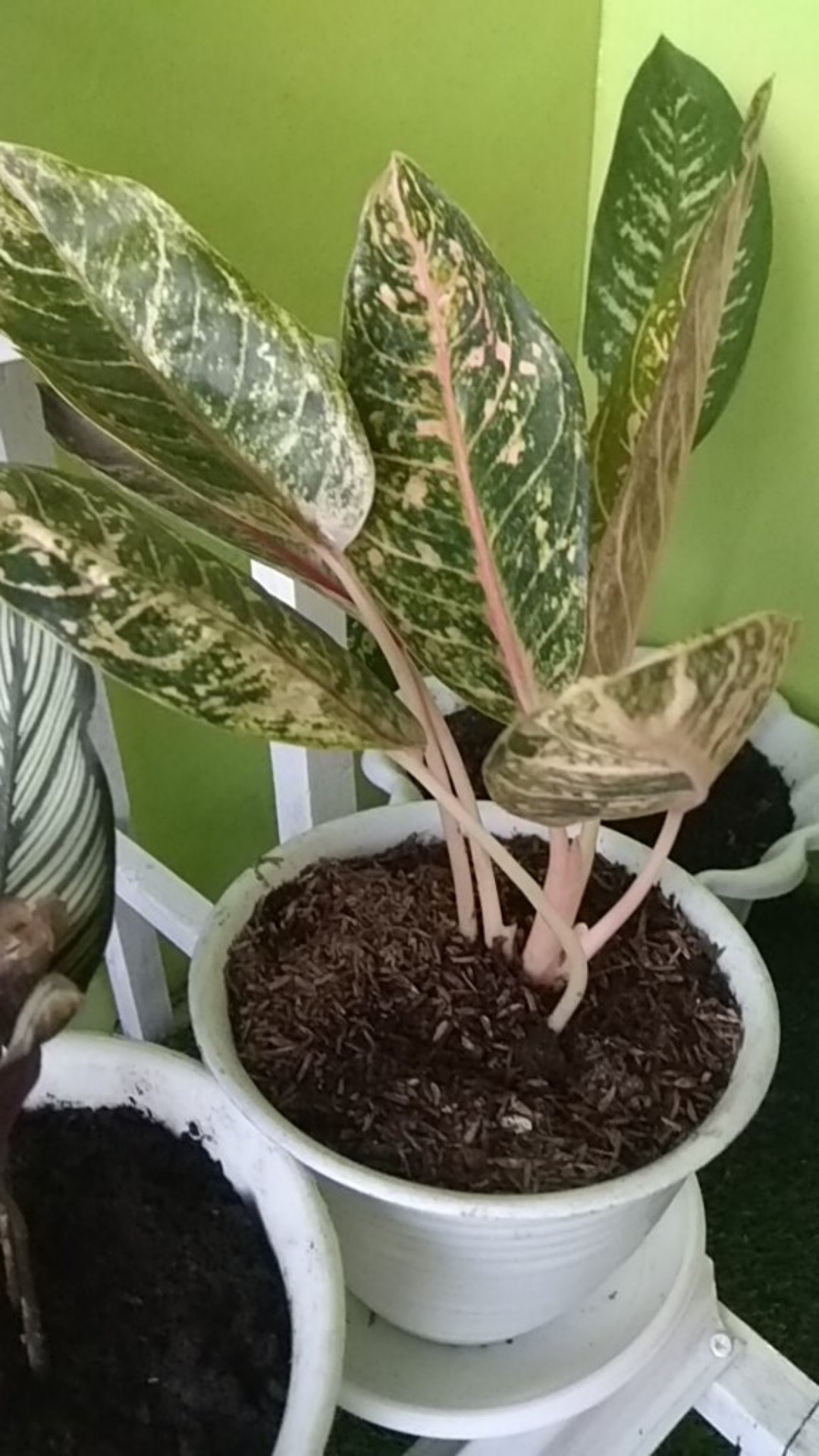 Aglonema Donacarmen