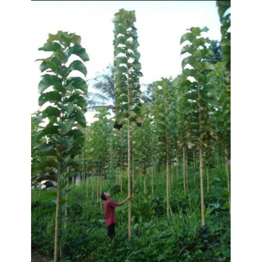 Termurah Bibit Pohon Jati Solomon Lurus Termurah