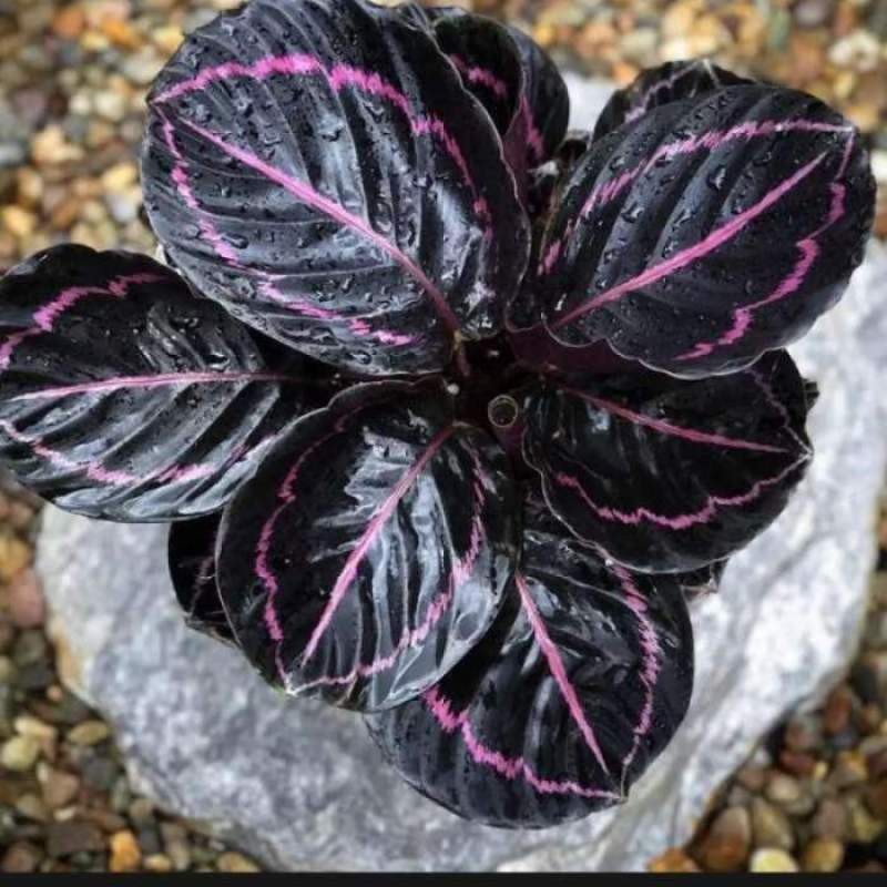 Bunga Kalatea Calathea Black Lipstik Cantik Murah Berkualitas