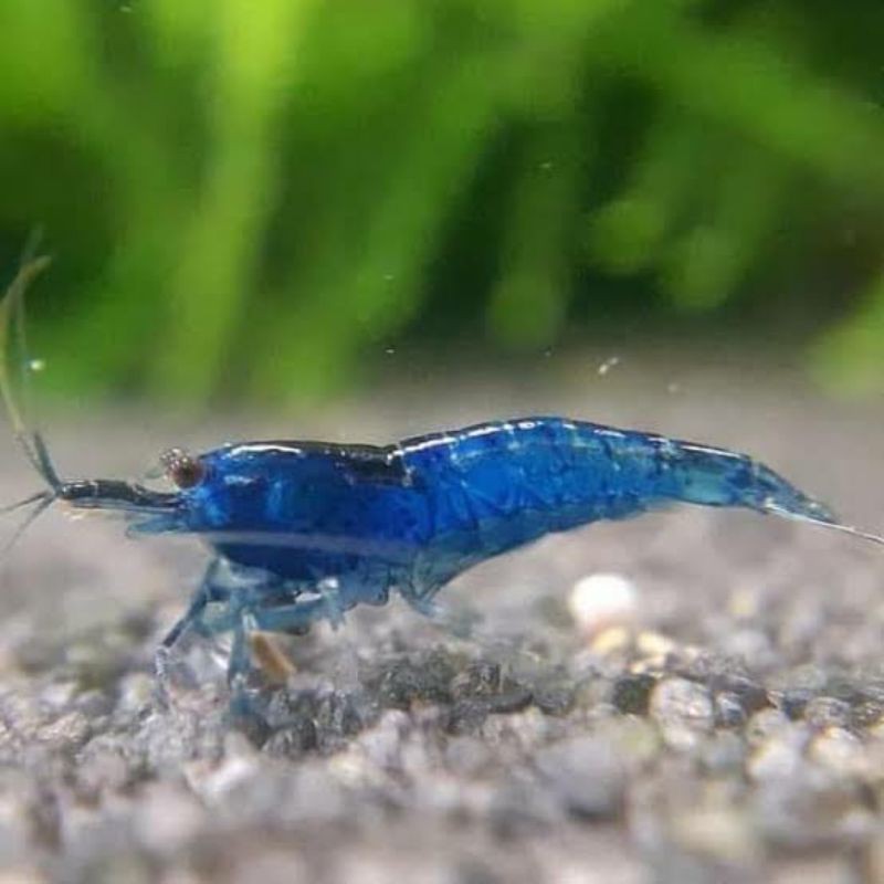 

udang blue diamond
