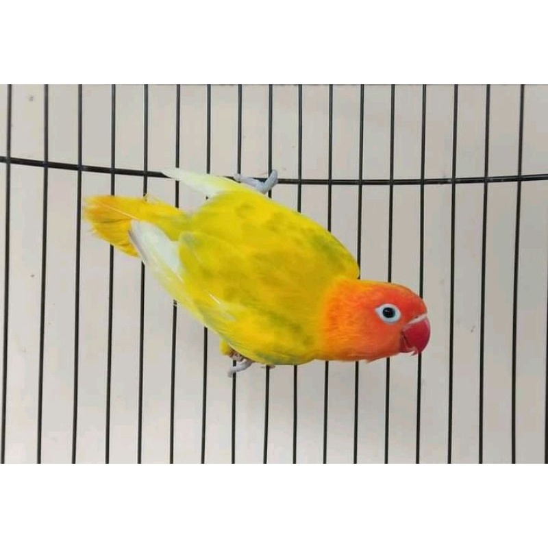 lovebird pied gs/bio