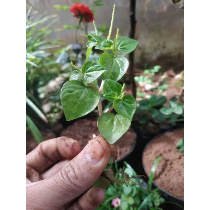 

pohon sirih China 500gram