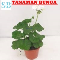 Tanaman Bunga Geranium Tegak Rimbun